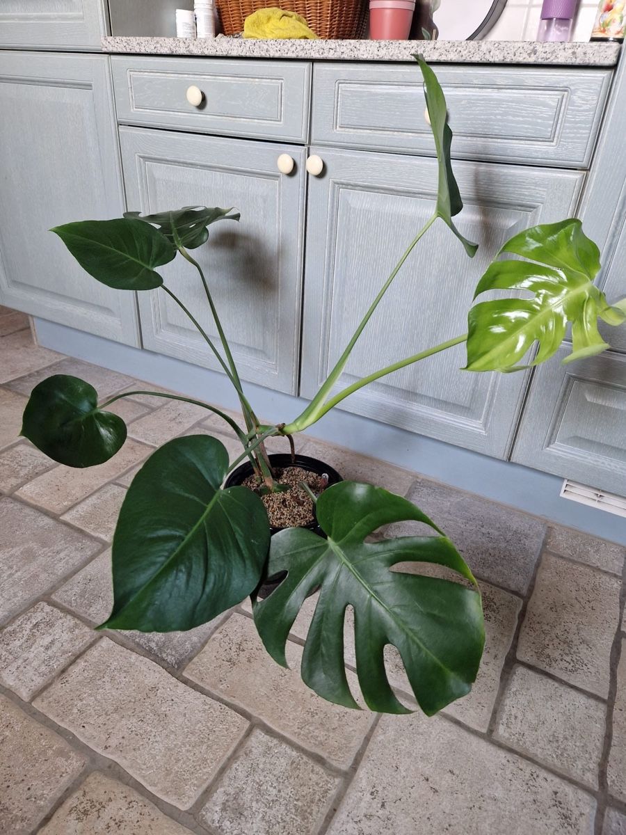 Pflanzen & Samen: Monstera Deliciosa 🪴 – Gebraucht aus Menziken von Ines.Coelho 9