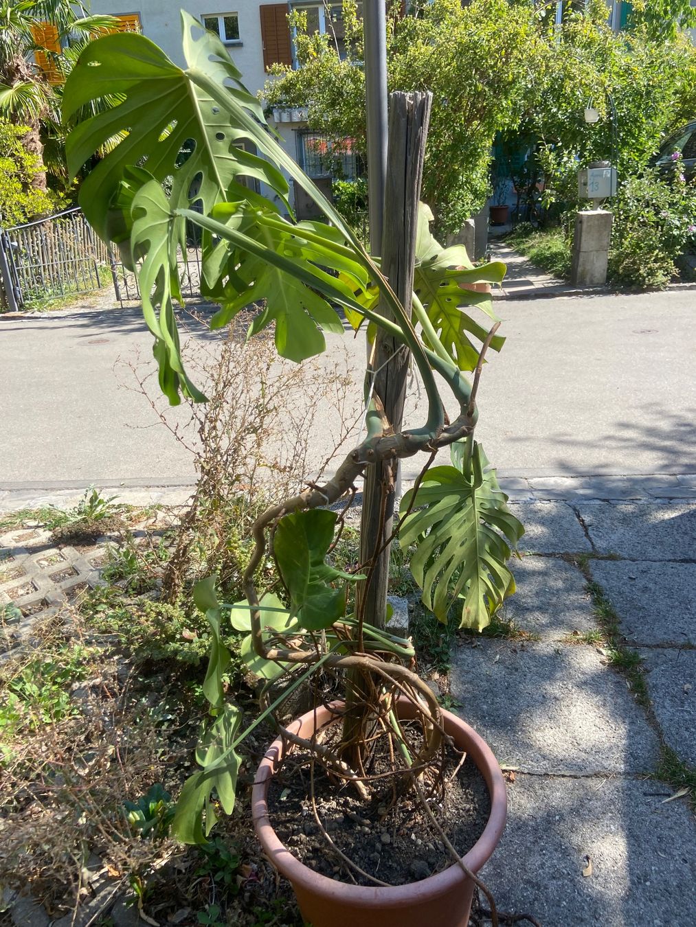 Pflanzen & Samen: monstera zimmerpflanze – Gebraucht aus Meilen von rowland534 2