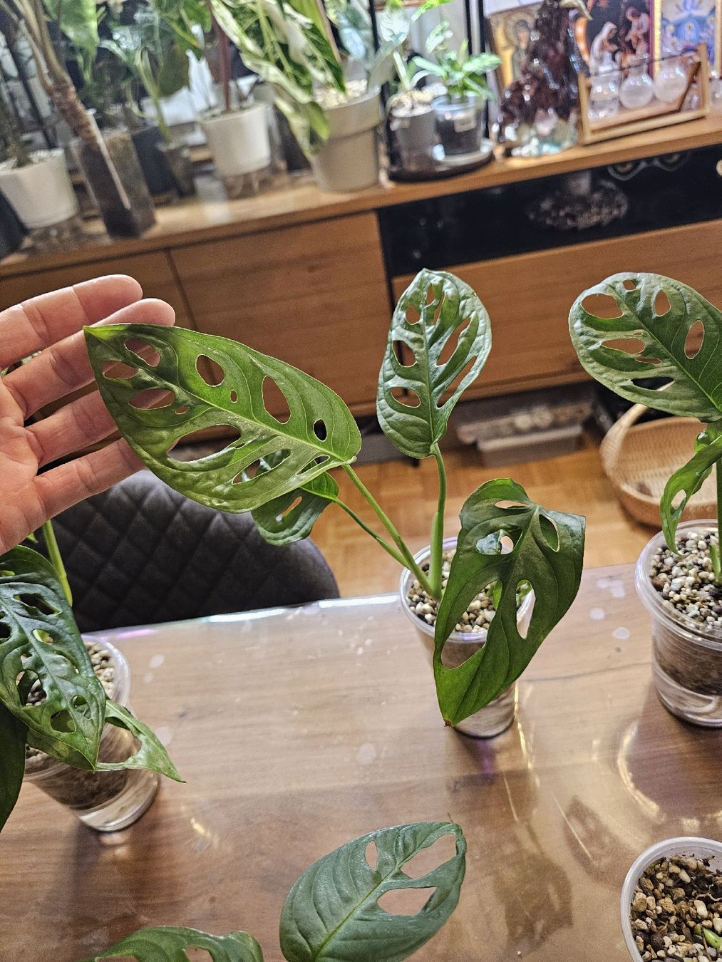 Piante & sementi: Monstera Adansonii Jungpflanze – Nuovo (secondo la descrizione) da Utzenstorf venduto da Dac_mk 3