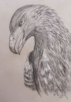 Kohlezeichnung: Adler II