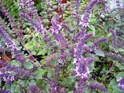 Pflanzen & Samen: VANILLE BASILIKUM Blue Spice / 20 Samen (Ocimum americanum) – Neu (gemäss Beschreibung) aus Hinteregg von ERFOLG78