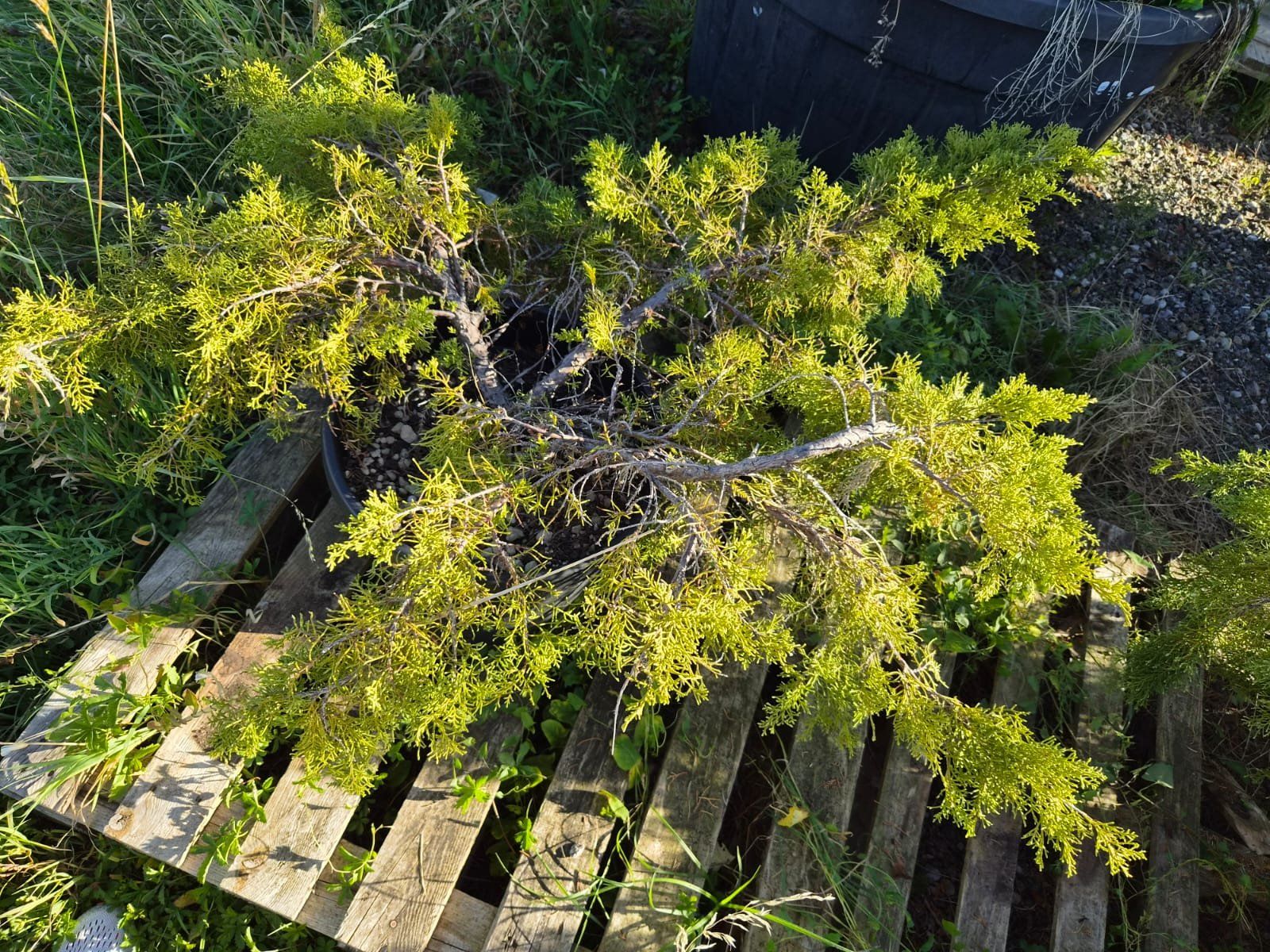 Piante & sementi: Juniperus Media Pfitzeriana Aurea – Usato da Forch venduto da WeberC 1