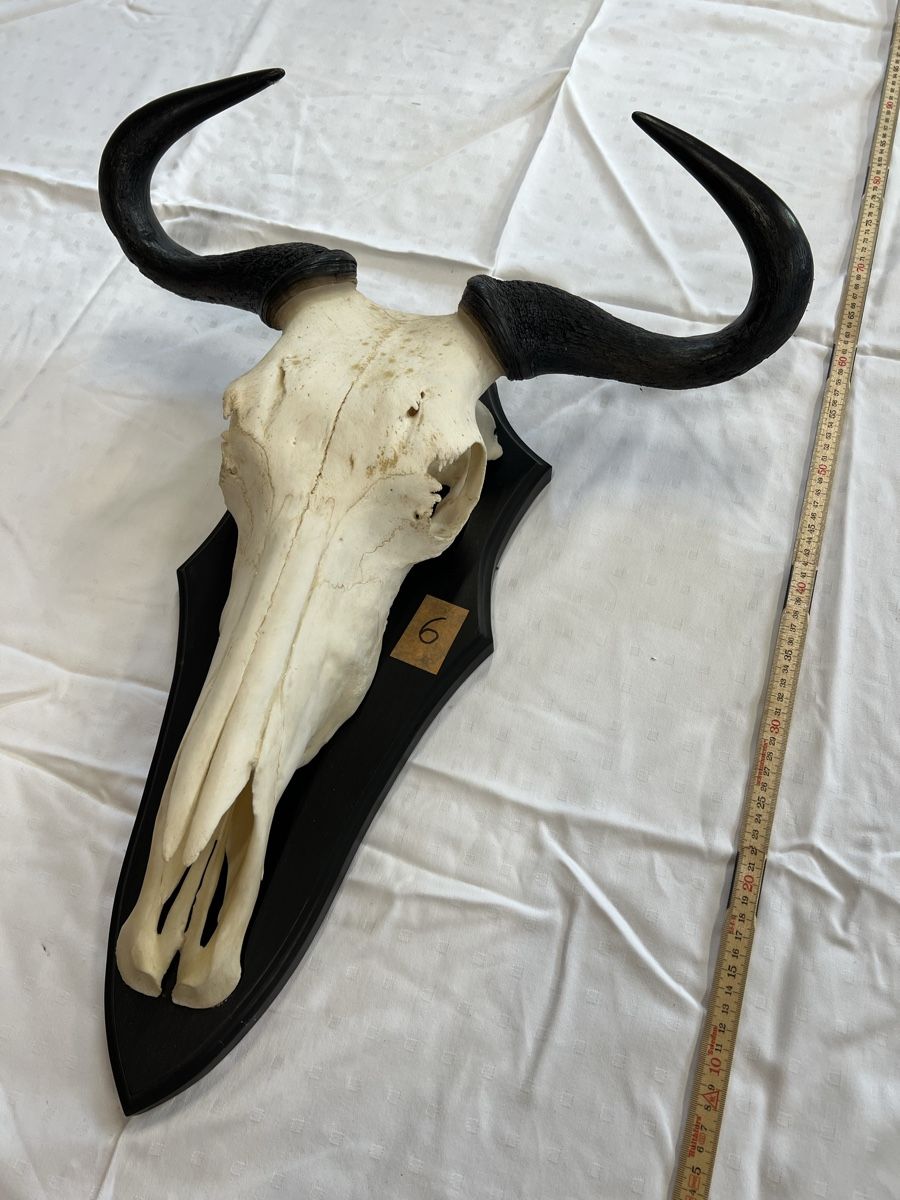 Monde des animaux: Streifengnu Trophäe – D'occasion à Euthal par ruckzuckrohrfrei 1