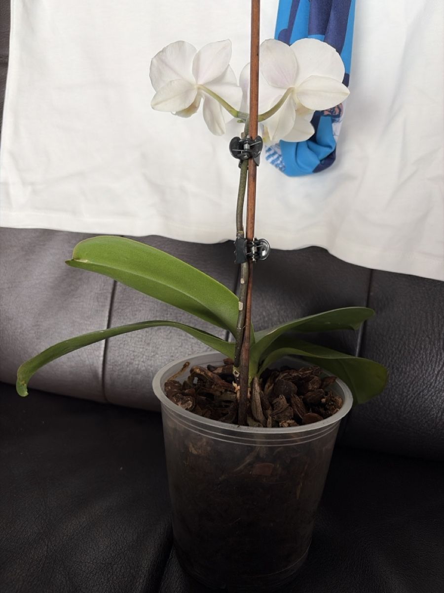 Piante & sementi: Wunderschöne Phalaenopsis Orchidee mit weissen Blüten – Usato da Opfershofen TG venduto da dan_nxk8 2