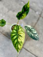 Alocasia Baginda Dragon Scale Variegata – rhizome 🌱✨