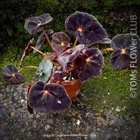 Begonia Conga - wunderschöne samte burgundy Blätter