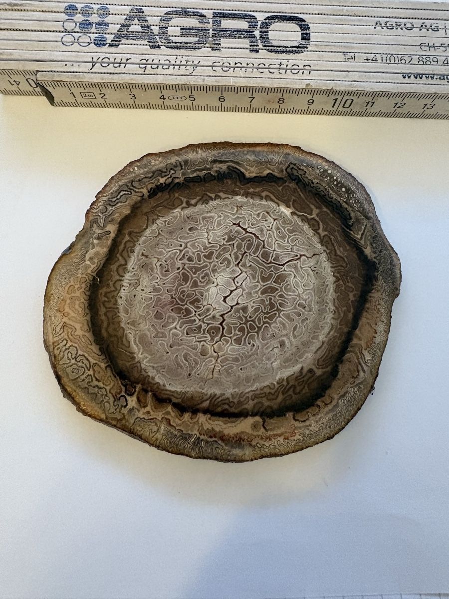 Fossilien: Fossiles Holz titea singularis  – Gebraucht aus Murten von Tzaugg 1