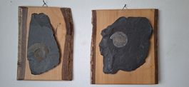 2 Ammoniten Fossilien auf Holz Museumsstück 180 Mio alt