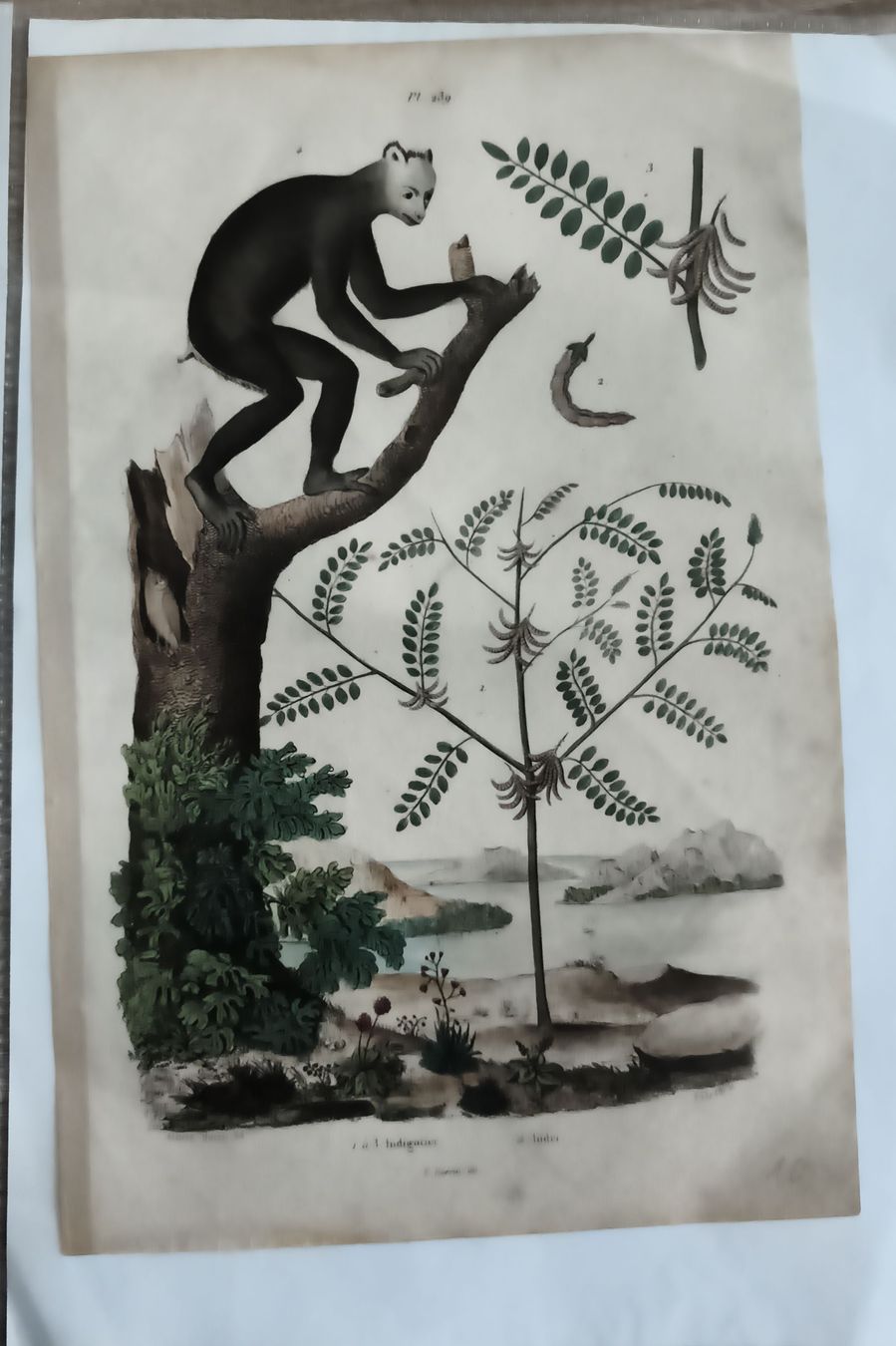 Stiche: Gravure ancienne singe et végétation – Gebraucht aus Prilly von jor_x27s