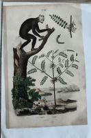 Gravure ancienne singe et végétation