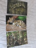 3 x Nebelparder, Zoo, Raubkatze, Katze, ungelaufen