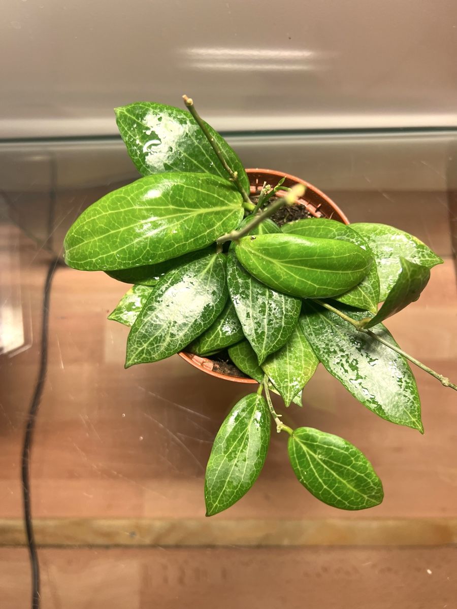 Pflanzen & Samen: Hoya fitchii  – Gebraucht aus Chevenez von ric_v6s7 4