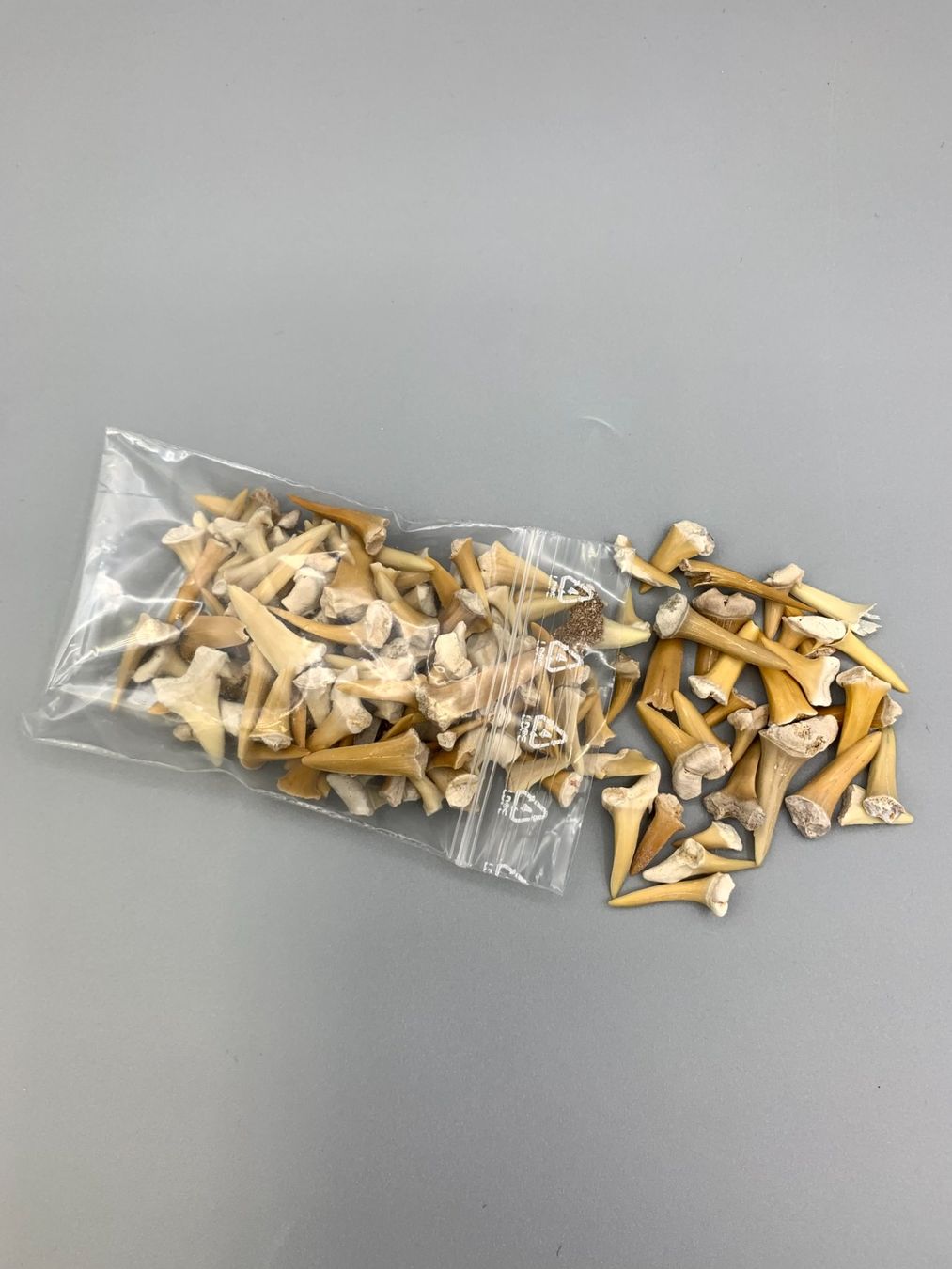 Fossili: Haifischzähne - Set – Nuovo (secondo la descrizione) da Samstagern venduto da Spliti