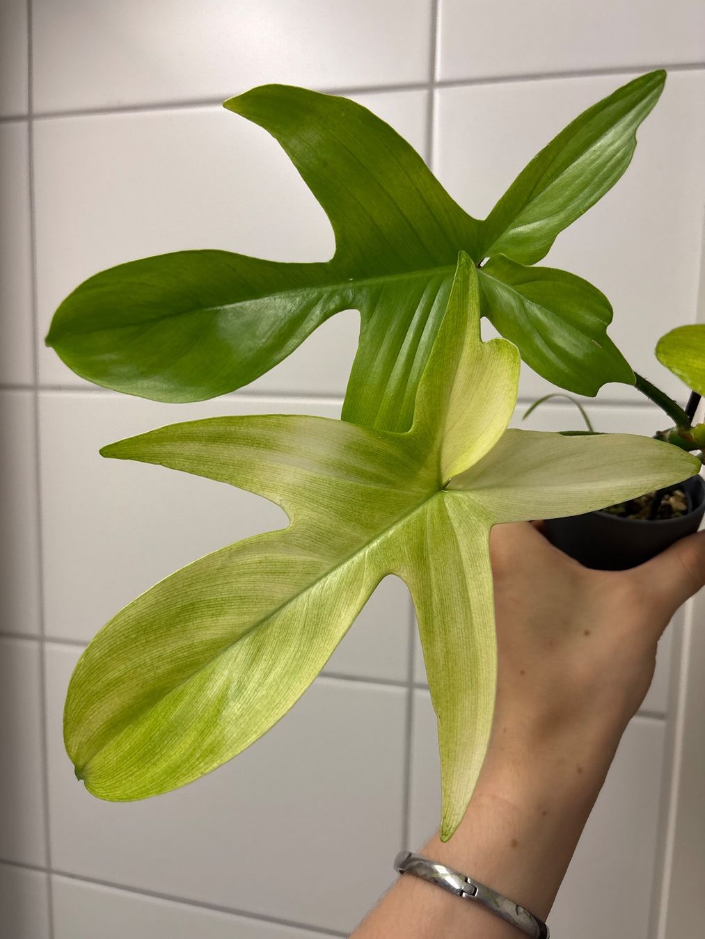 Piante & sementi: Philodendron Florida Ghost 😍 – Nuovo (secondo la descrizione) da Schlieren venduto da sch_df8p 1