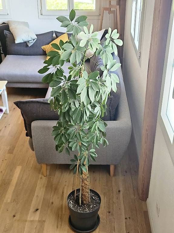 Plantes & graines: Schefflera Pflanze  – D'occasion à Mettmenstetten par noe_n 3