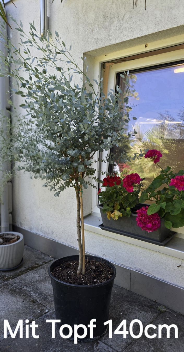 Plantes & graines: Schöner Eukalyptus Hochstamm – D'occasion à Aarburg par popkorn65 3