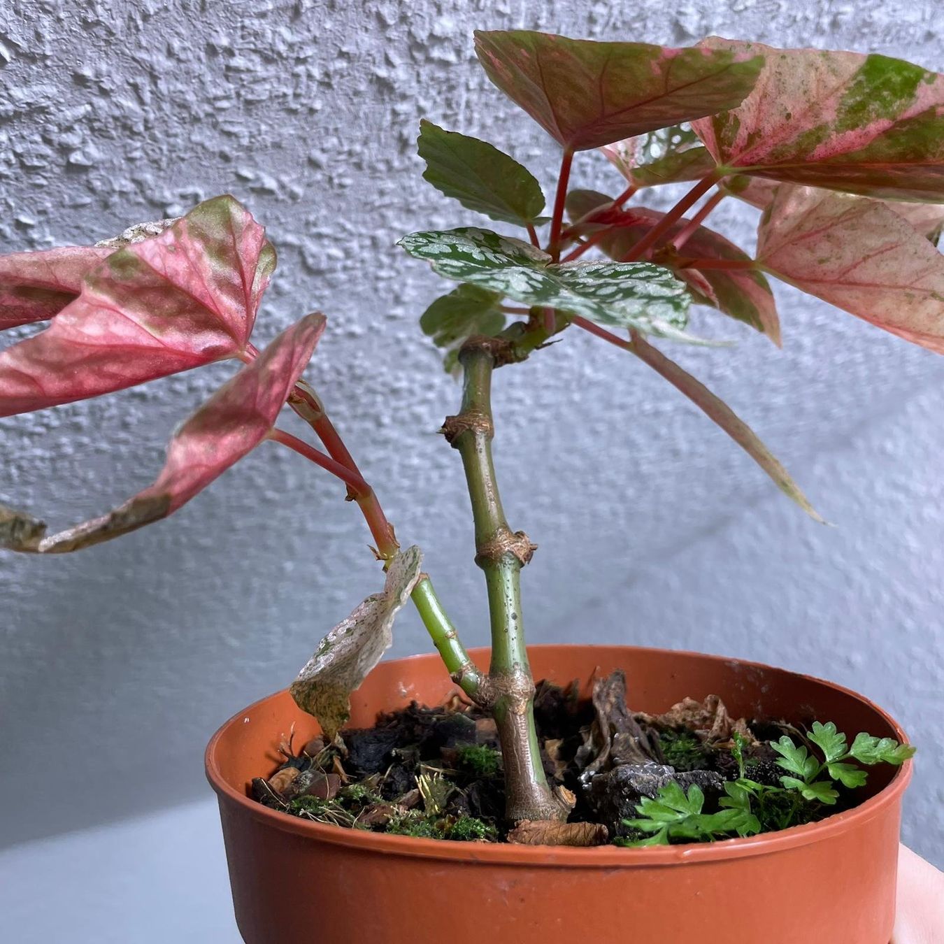 Piante & sementi: Begonia Snow Capped variegata – Usato da Suhr venduto da Planted.by.two 1