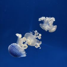 Profile image of Alexrubio28400