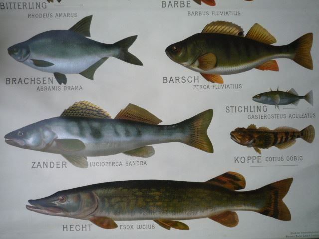 Poster & Bilder: Ancien tableau de présentation POISSONS – Gebraucht aus Cortaillod von Matteo18 8