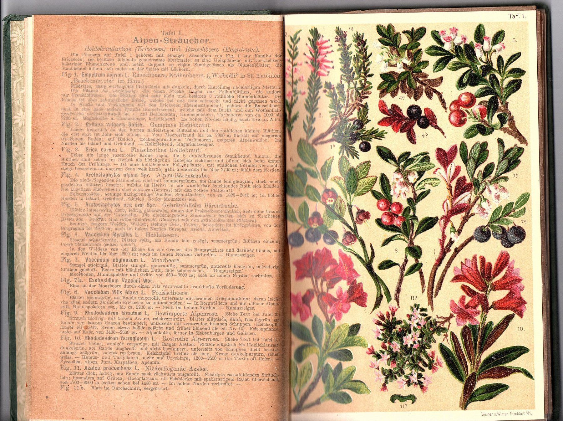 Libri: Alpenflora Schröter um 1910 – Usato da Mörschwil venduto da antiksalon 3