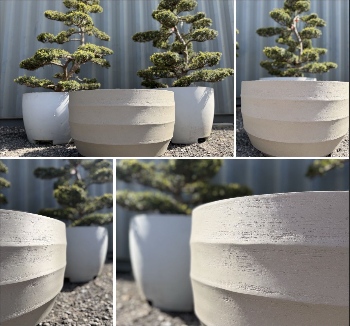 Piante & sementi: 2x Taxus Eiben Gartenbonsai Formschnitt, 35-jährig, Topf – Nuovo (secondo la descrizione) da Root venduto da Jo.Di 2