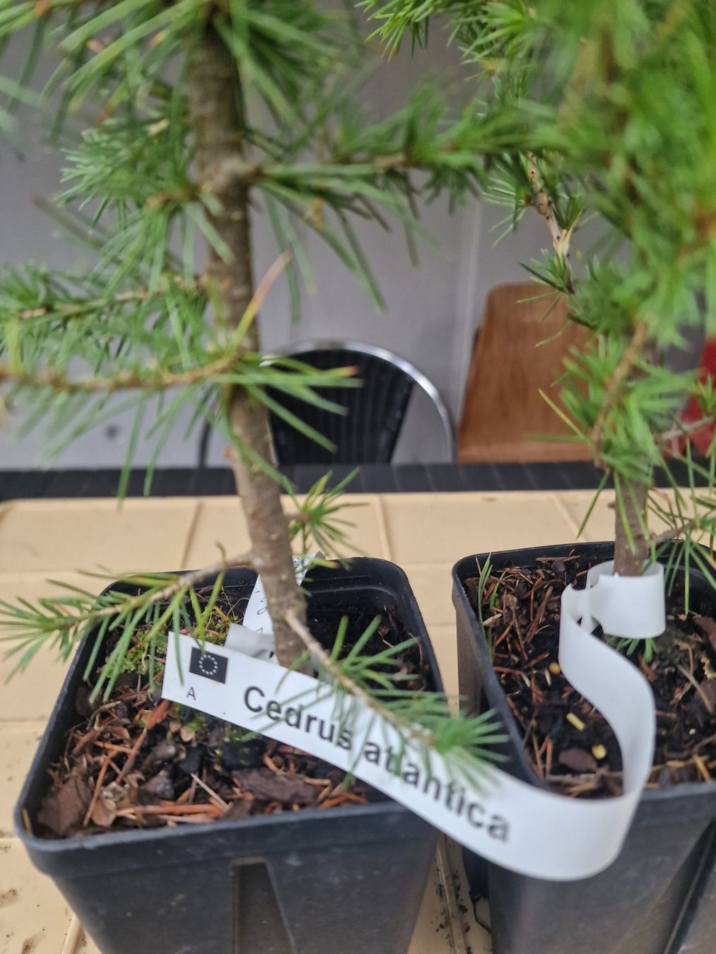 Piante & sementi: Cedrus l. atlantica - Atlaszeder – Usato da Uerkheim venduto da Justi.y 5