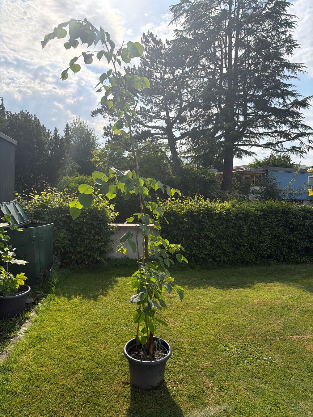 Piante & sementi: Sommerlinde – Usato da Egnach venduto da Staubius2