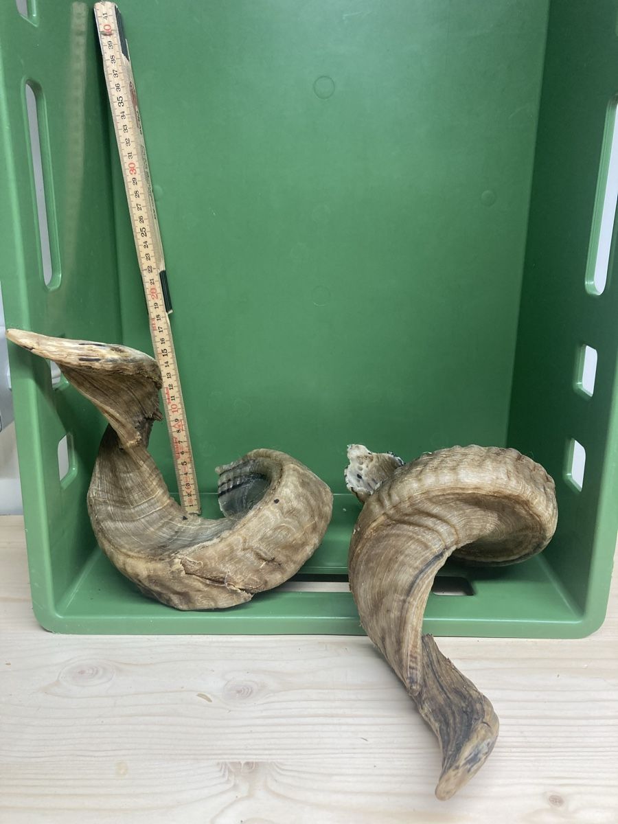 Il mondo degli animali: Horn – Usato da Menznau venduto da ric_7wwk 1