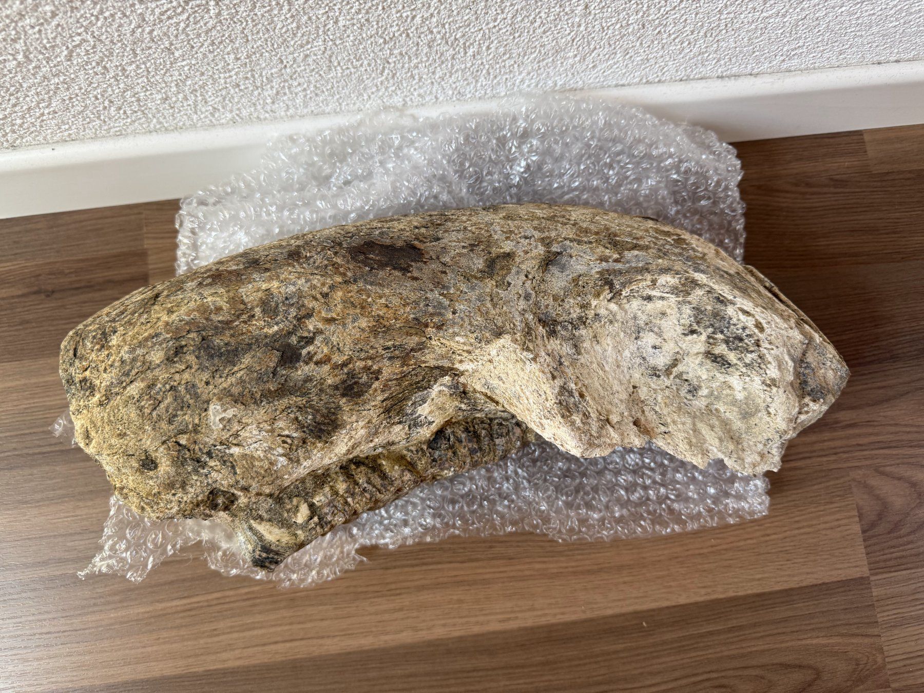 Fossili: Stegodon Unterkiefer – Usato da schüpfen venduto da rica122 1