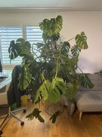 Grosse Monstera Deliciosa / Fensterblatt Zimmerpflanze