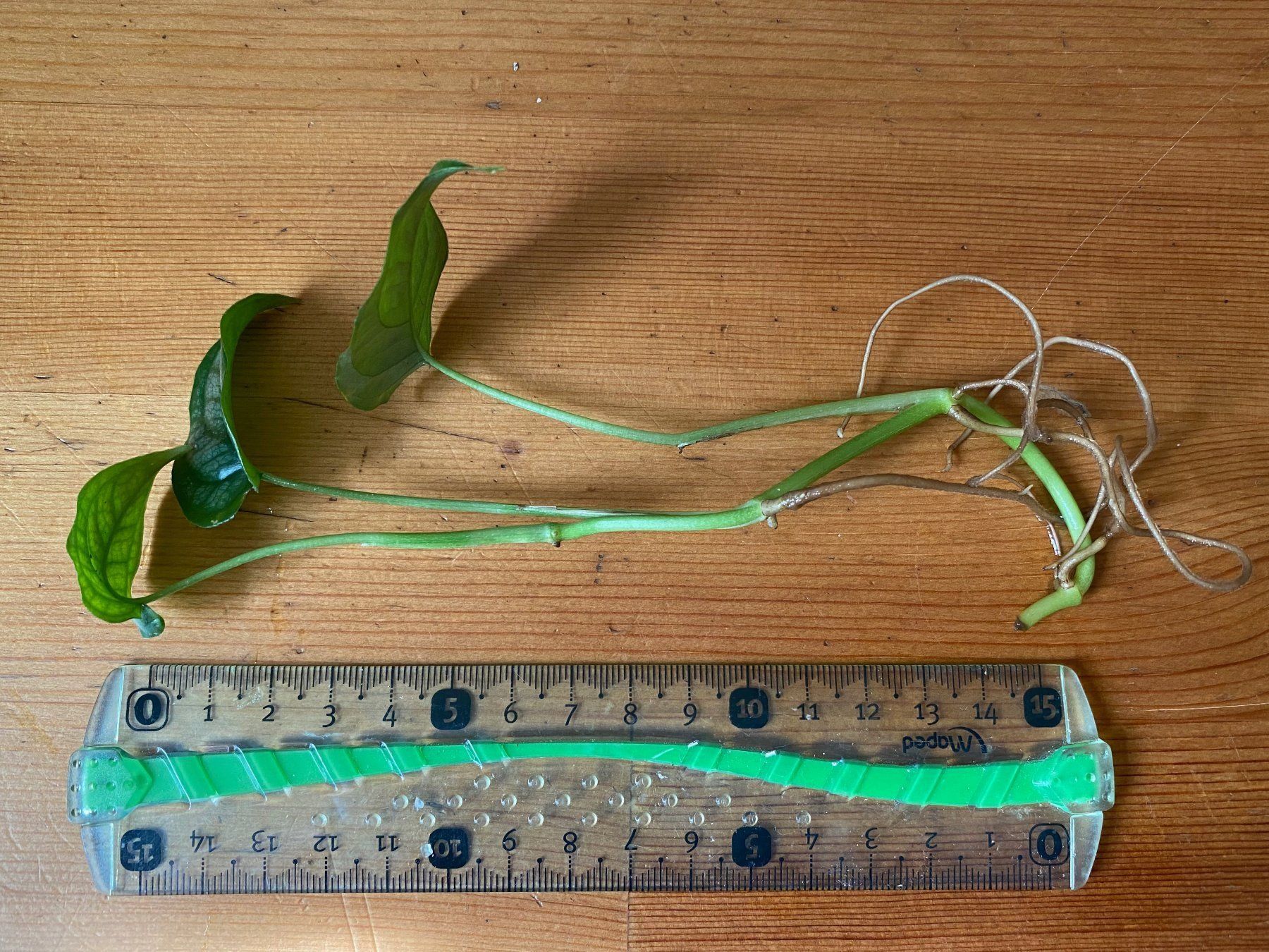 Piante & sementi: Monstera Siltepecana, bewurzelter Steckling – Usato da Winterthur venduto da Aniger 1