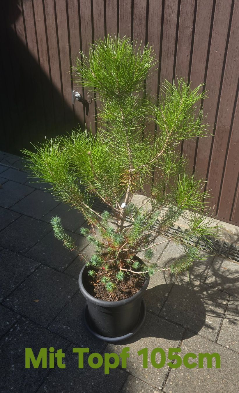 Piante & sementi: Pinus silver crest 🌲 – Usato da Aarburg venduto da popkorn65 4