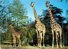 BASEL Zoo Giraffen - Stempel Bahnpost
