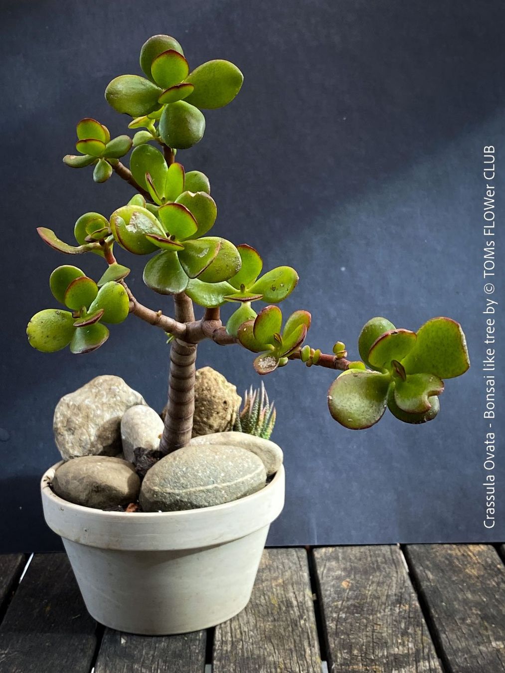 Piante & sementi: Crassula Ovata – Bonsai - Geldbaum – Usato da Adliswil venduto da TAKEYOURPLANT 2