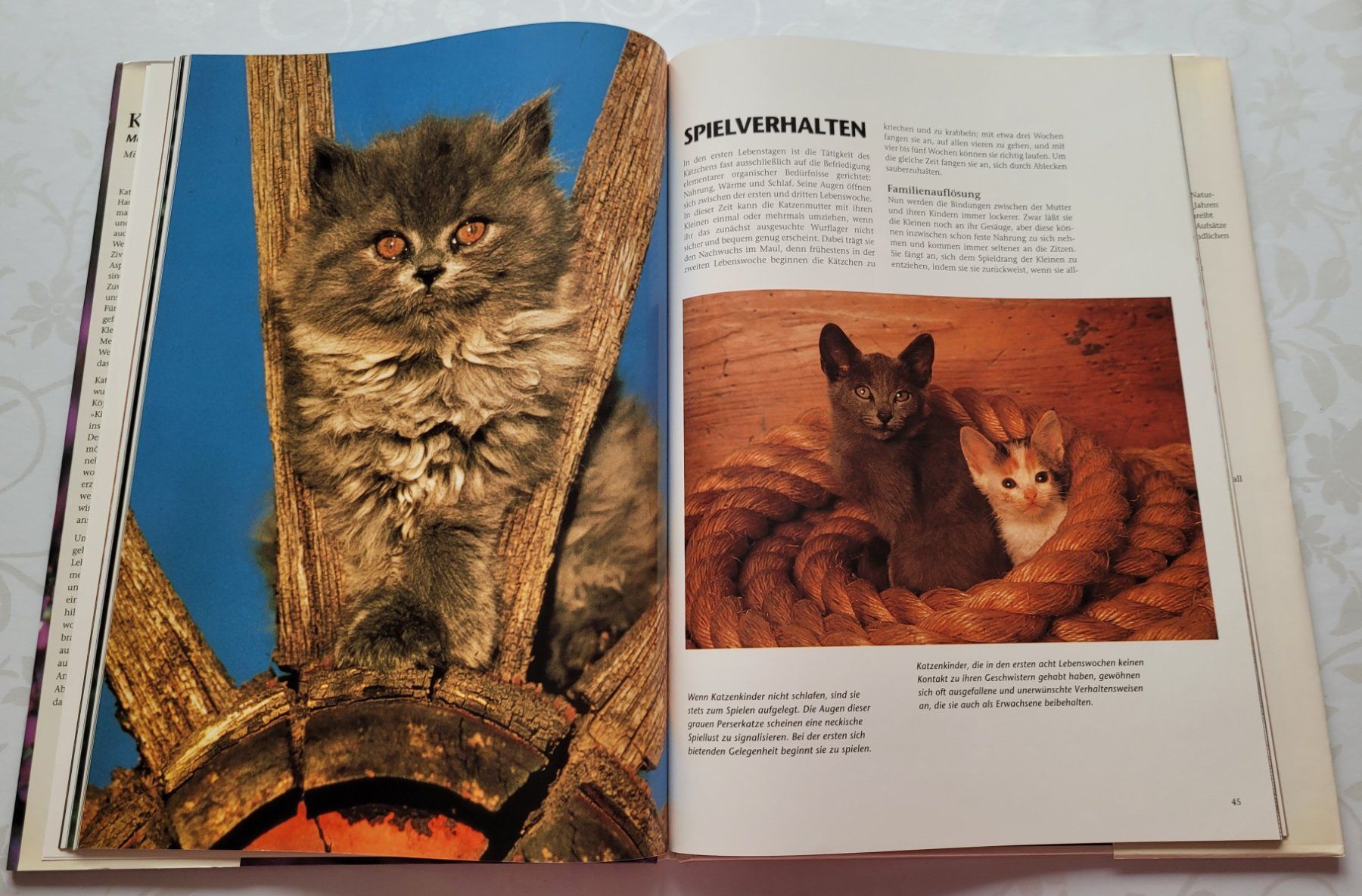 Bücher: Marcus Schneck - Katzenkinder – Gebraucht aus Zürich von fourpaws 7