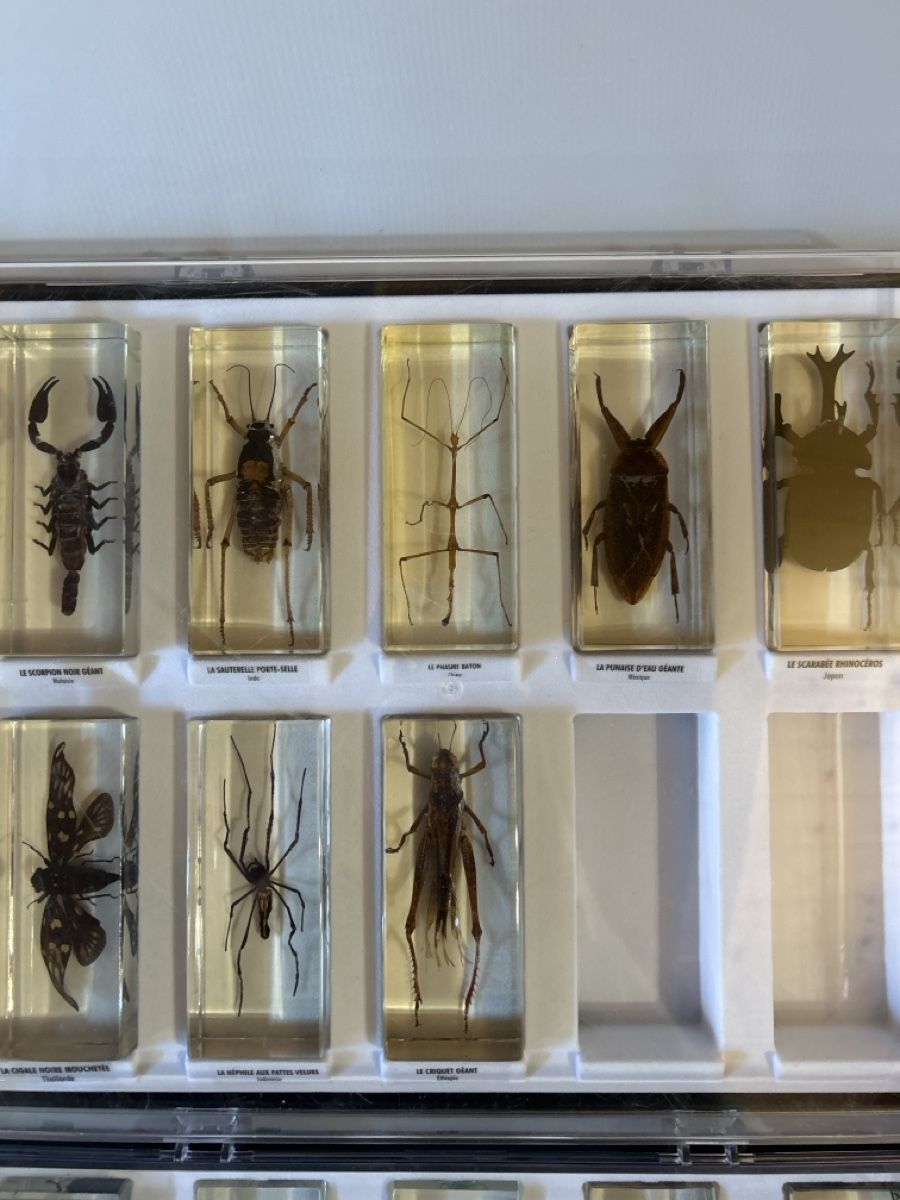 Bastelsets: Collection Insectes du Monde – Gebraucht aus Vétroz von sam_hx5l 3