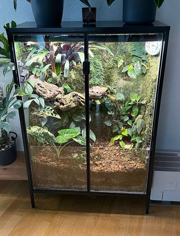 Vitrinen: Pflanzenvitrine Eigenbau, 121x80x39cm, eingewachsen – Gebraucht aus Aadorf von Arkabraa