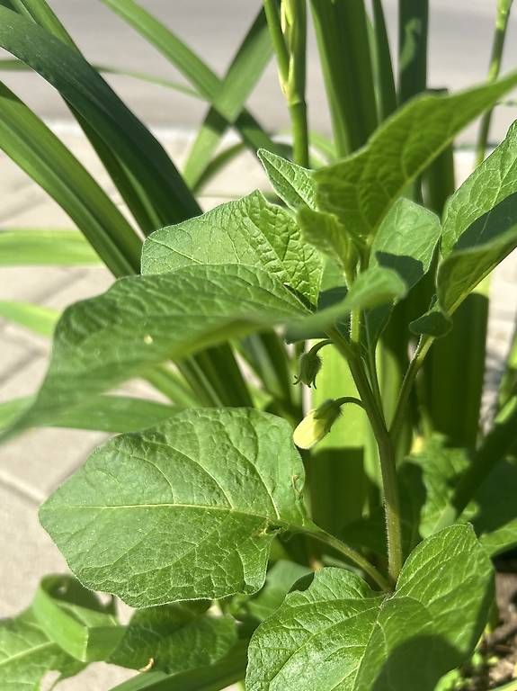 Piante & sementi: Sumpfschwertlilie und Physalis im Topf  – Usato da Frauenfeld venduto da Irene.Schuppli 3