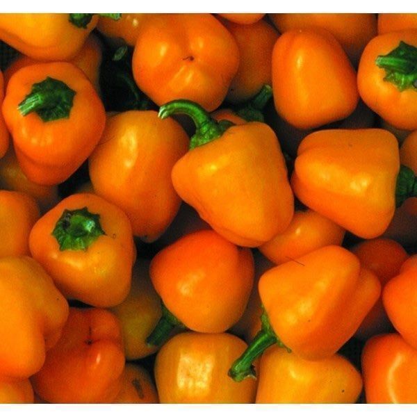 Piante & sementi: 30 Samen MINIBELL ORANGE Paprika – Nuovo (secondo la descrizione) da Ehrendingen venduto da VerveinaSamen