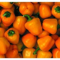 30 Samen MINIBELL ORANGE Paprika