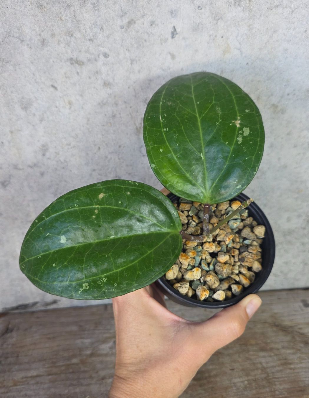 Piante & sementi: Hoya  'Sarawak Cream' – Nuovo (secondo la descrizione) da St.Erhard venduto da Plumilandschweiz 1