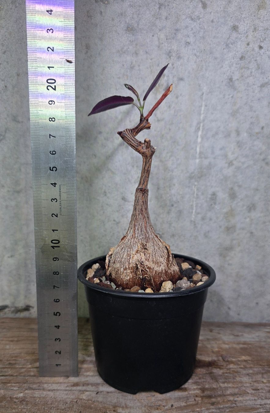Pflanzen & Samen: Petopentia natalensis – Neu (gemäss Beschreibung) aus St.Erhard von Plumilandschweiz 4