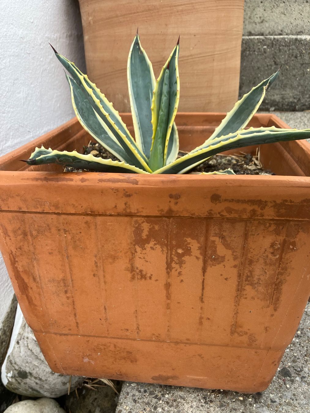 Piante & sementi: Agave mit Topf, ca. 30 cm – Usato da Langendorf venduto da 5007bruno