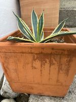 Agave mit Topf, ca. 30 cm