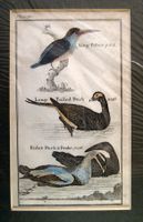 Vogelwelt: Enten und King Fisher  Original-Stich 18. Jhdt.