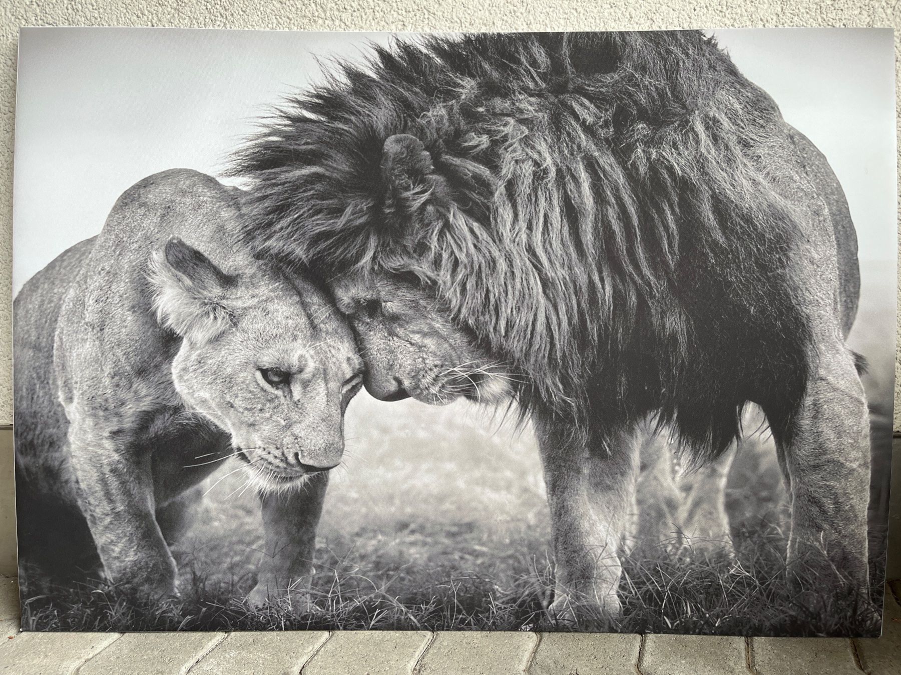 Dipinti: Canvas Löwenpaar -  100x70cm – Usato da Escholzmatt venduto da Stern777