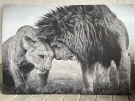 Canvas Löwenpaar -  100x70cm