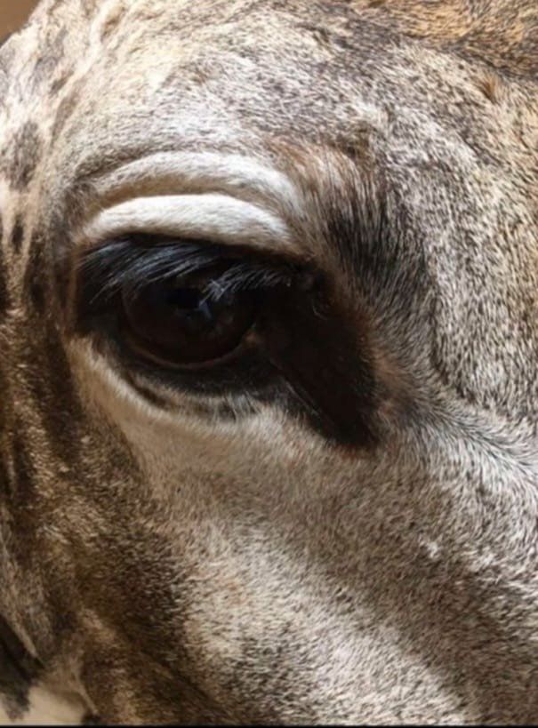 Welt der Tiere: Giraffe – Gebraucht aus Pfaffnau von Yoka0 8