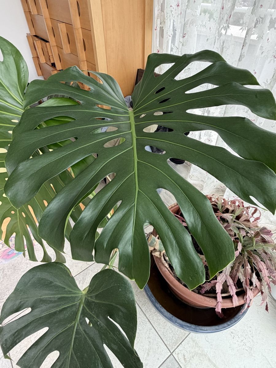 Pflanzen & Samen: Philodendron Monstera Schoss mit grossen Blättern – Gebraucht aus Horgen von werner1111 3