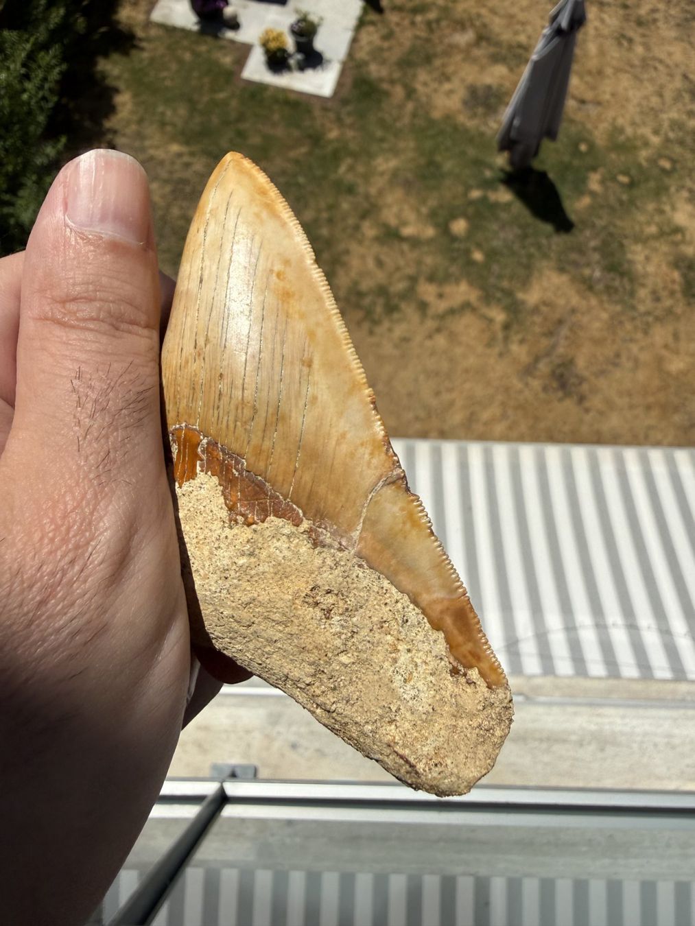 Fossilien: Megalodon Zahn Indonesien – Gebraucht aus schüpfen von rica122 2